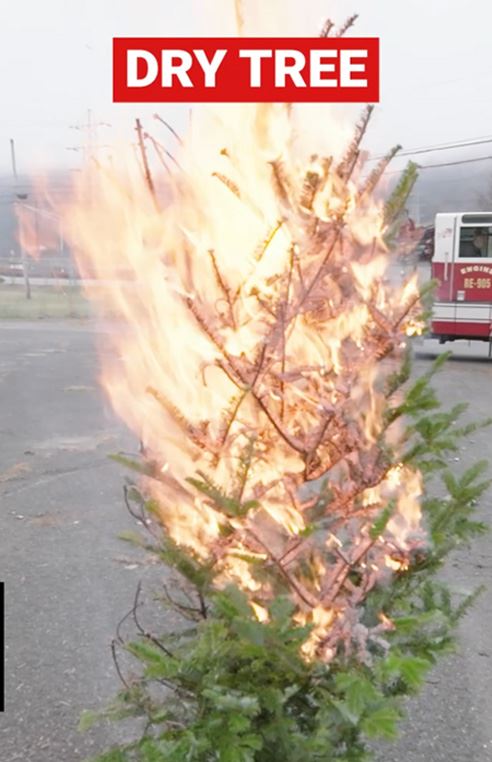 drytreeinsta